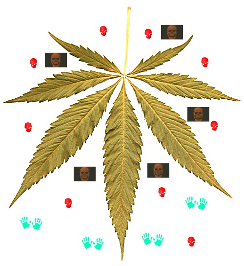 WHO Stuien über Kifer Cannabis